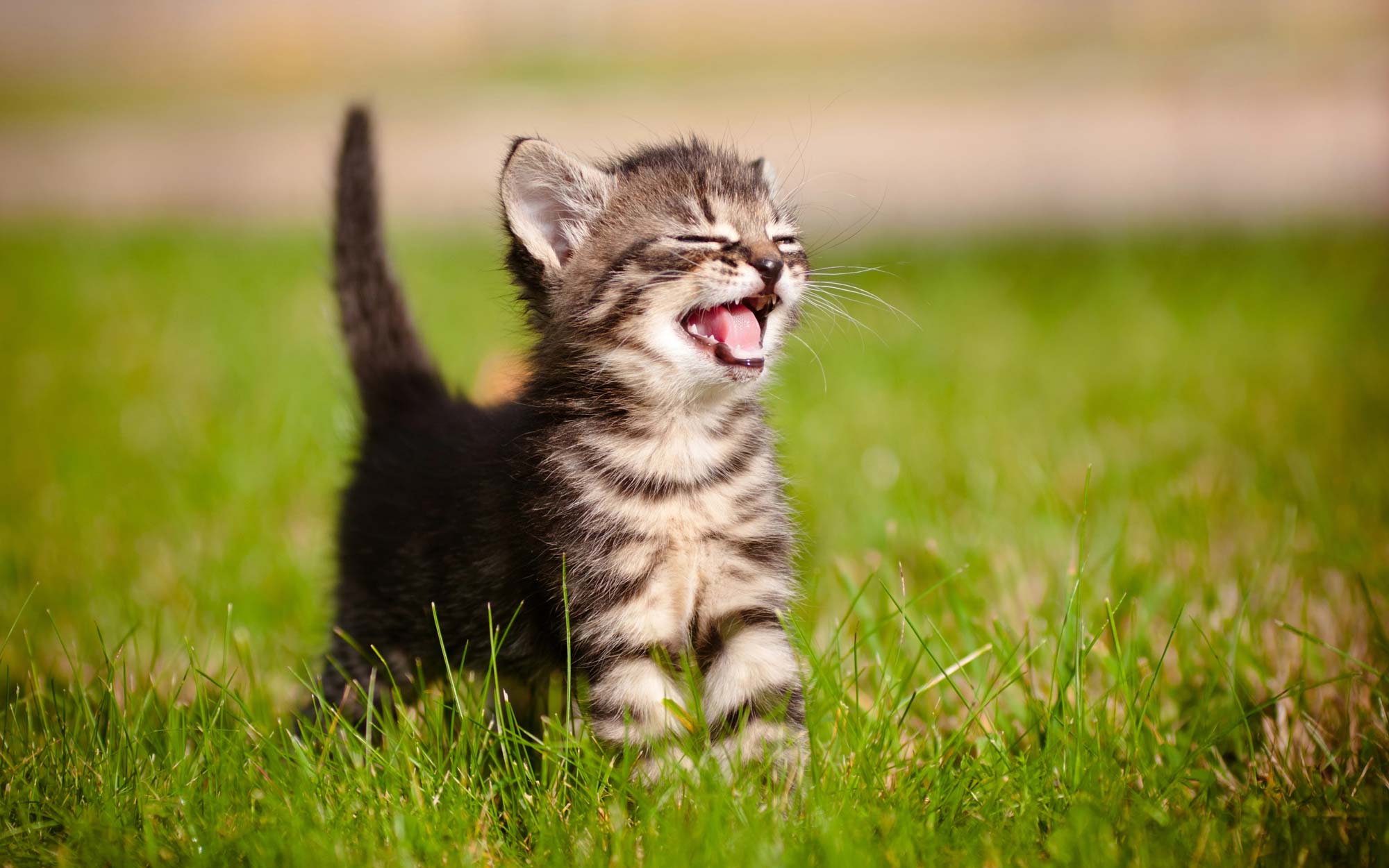 Мяукающий котёнок